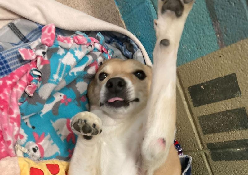 Animal Hospital Inc Willoughby Hills veterinarians